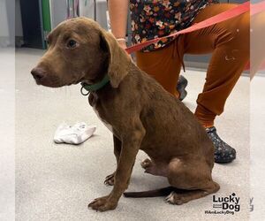 KJ - Male Colonial Cocker Spaniel-Labrador Retriever Mix Dog for Adoption - Photo #3