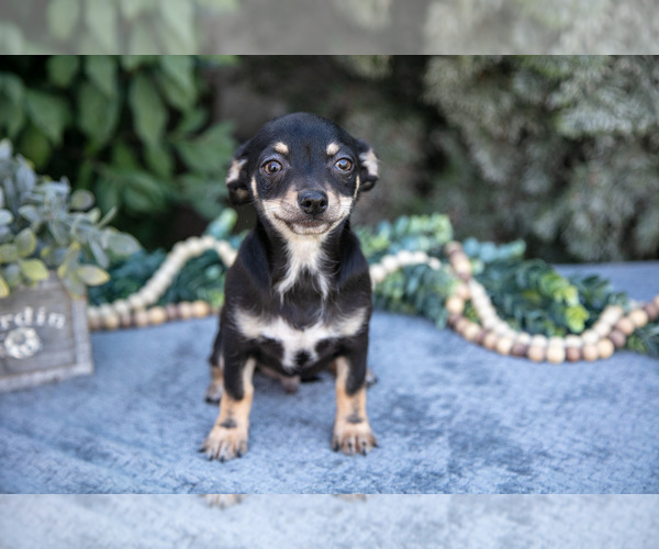 Medium Photo #2 Chihuahua Puppy For Sale in SALEM, IN, USA