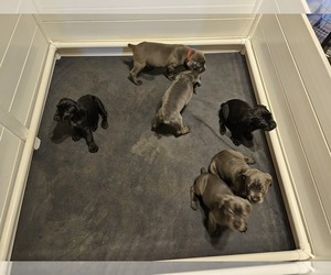 Cane Corso Litter for sale in DANSVILLE, NY, USA