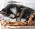 Small Photo #7 Pomsky Puppy For Sale in SALEM, OH, USA