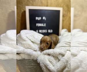 Dachshund Puppy for sale in CONCORDIA, MO, USA