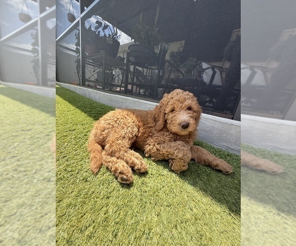 Medium Photo #1 Goldendoodle Puppy For Sale in GIBSONTON, FL, USA