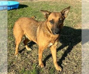 German Shepherd Dog-Unknown Mix Dogs for adoption in Conroe, TX, USA