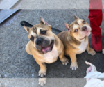 Small Photo #12 American Bully Puppy For Sale in DUQUESNE, PA, USA