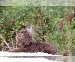 Small #20 ShihPoo