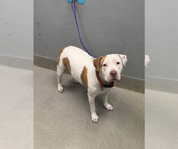 Medium Photo #1 Mutt Puppy For Sale in Las Vegas, NV, USA