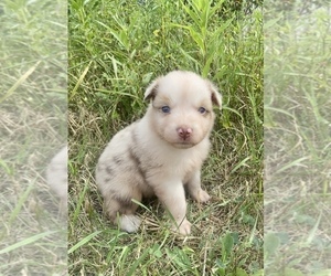 Australian Shepherd Puppy for sale in LODA, IL, USA