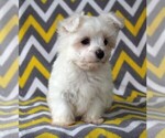 Small #3 Maltese