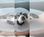 Small #5 Chiweenie