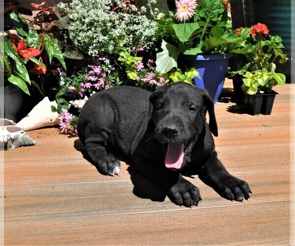 Medium Photo #8 Great Dane Puppy For Sale in BANGOR, WI, USA