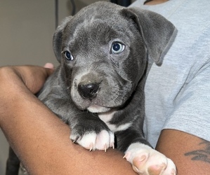 American Pit Bull Terrier Puppy for sale in ALEXANDRIA, VA, USA