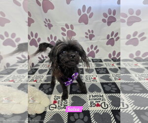 Salsa - Female Papillon-Unknown Mix Dog for Adoption