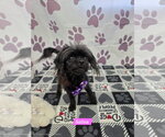 Salsa - Female Papillon-Unknown Mix Dog for Adoption - Small photo