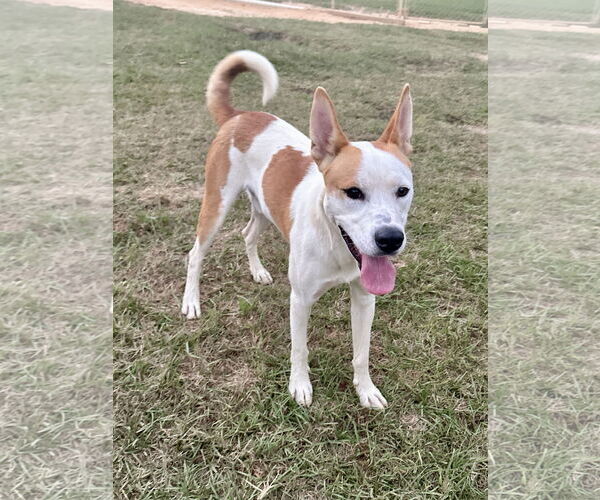 Medium Photo #3 Siberian Husky Puppy For Sale in Eastman, GA, USA