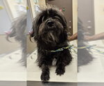 Small Mutt