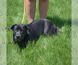 Rudy - Female Mutt Dog for Adoption - Photo #5