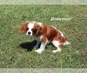Cavalier King Charles Spaniel Puppy for sale in CHANUTE, KS, USA
