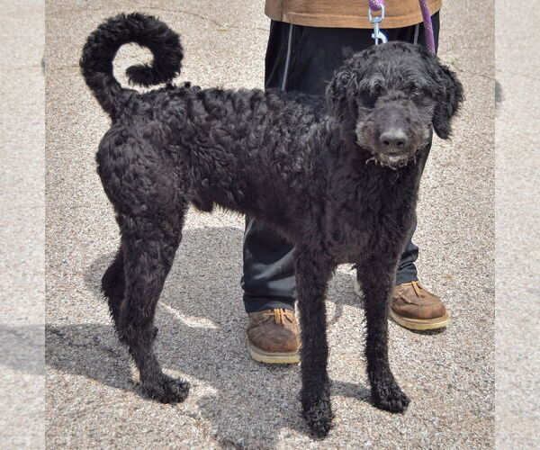 Medium Photo #3 Mutt Puppy For Sale in Huntley, IL, USA