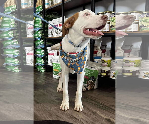 Medium Photo #17 Bullboxer Pit Puppy For Sale in Germantown, OH, USA