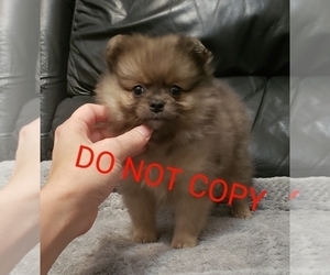 Pomeranian Puppy for sale in DOWNERS GROVE, IL, USA