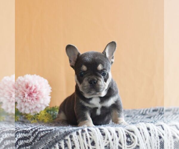 Medium Photo #3 French Bulldog Puppy For Sale in EAST EARL, PA, USA