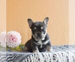 Small #2 French Bulldog