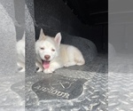 Small Photo #2 Siberian Husky Puppy For Sale in OKAWVILLE, IL, USA
