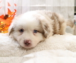 Small Photo #11 Australian Shepherd Puppy For Sale in STAFFORD, VA, USA