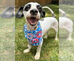 Small #1 Lhasa Apso Mix