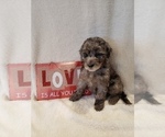 Small Photo #26 Goldendoodle-Sheepadoodle Mix Puppy For Sale in ROCHESTER, NY, USA