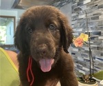 Small #14 Flat Coated Retriever