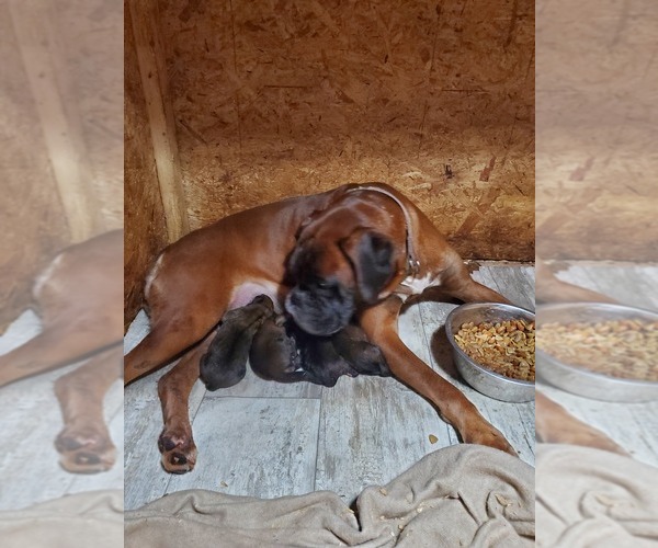 Medium Photo #1 Boxer Puppy For Sale in LOWELL, MA, USA