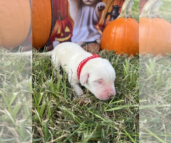 Medium Photo #1 Labrador Retriever Puppy For Sale in NEOLA, WV, USA