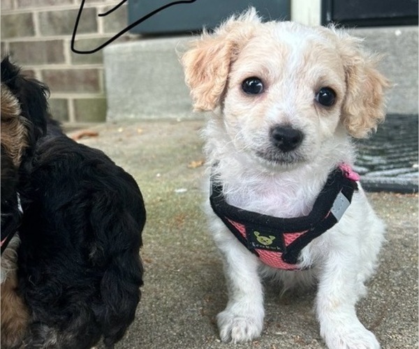 Medium Photo #7 YorkiePoo Puppy For Sale in MONTGOMERY VILLAGE, MD, USA