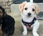 Small Photo #18 YorkiePoo Puppy For Sale in MONTGOMERY VILLAGE, MD, USA