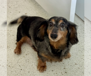 Dachshund Dogs for adoption in Weston, FL, USA