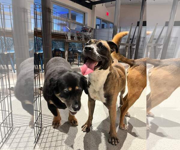 Medium Photo #36 Boxer-Unknown Mix Puppy For Sale in Holly Springs, NC, USA