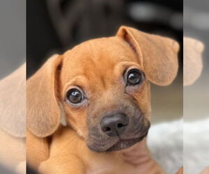 Chihuahua-Unknown Mix Dogs for adoption in Raleigh, NC, USA