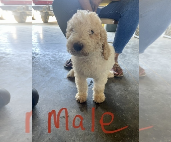Medium Photo #21 Poodle (Standard) Puppy For Sale in CHARITON, IA, USA
