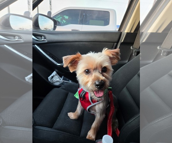Medium Photo #2 Mutt Puppy For Sale in McKinney, TX, USA
