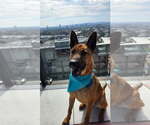 Small #11 German Shepherd Dog Mix