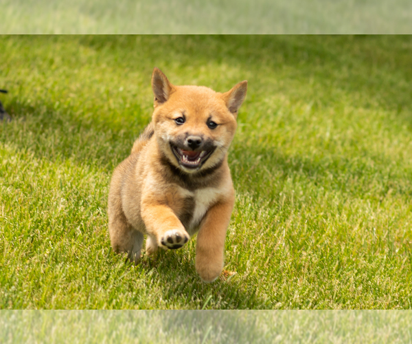 Medium Photo #2 Shiba Inu Puppy For Sale in MILLERSBURG, IN, USA