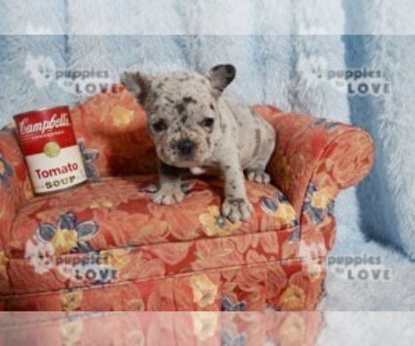Medium Photo #1 French Bulldog Puppy For Sale in SANGER, TX, USA
