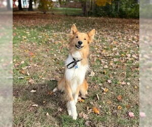 Collie Dogs for adoption in Dublin, OH, USA