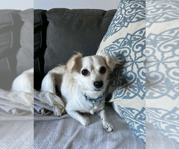 Medium Photo #1 Mutt Puppy For Sale in Candler, NC, USA