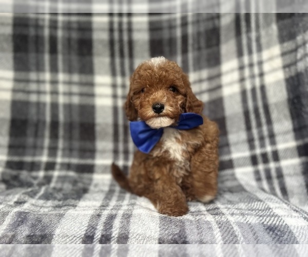 Medium Photo #4 Cavapoo Puppy For Sale in LAKELAND, FL, USA
