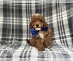 Small #3 Cavapoo