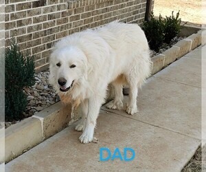 Great Pyrenees Puppy for Sale in POOLVILLE, Texas USA