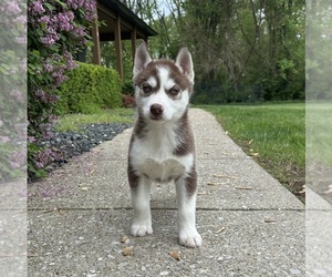 Siberian Husky Puppy for sale in FRANKLIN, IN, USA