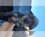 Small #1 Norfolk Terrier Mix